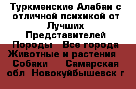 Туркменские Алабаи с отличной психикой от Лучших Представителей Породы - Все города Животные и растения » Собаки   . Самарская обл.,Новокуйбышевск г.